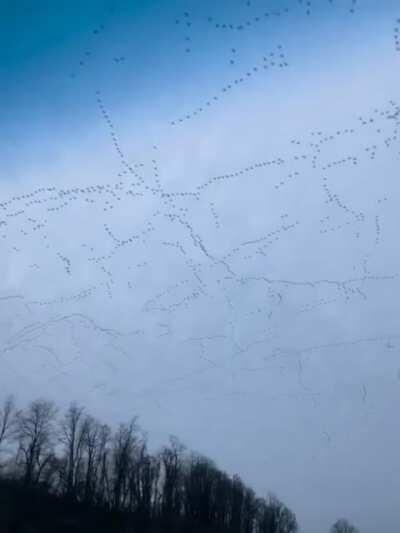 This huge bird migration over Pennsylvania (credit /u/akopicki)