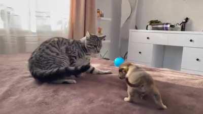 Kitty sees them for the First Time