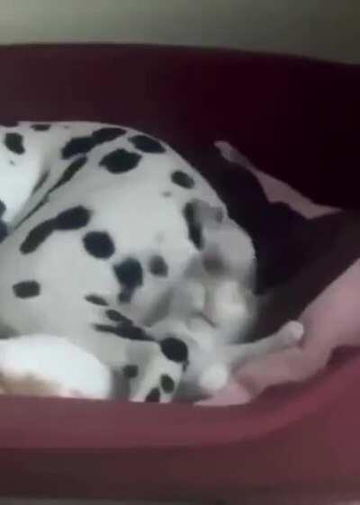 Kitten shares bed with dog