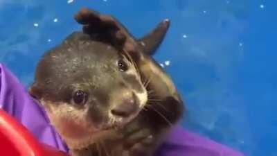 An otter showing people how to pat him correctly