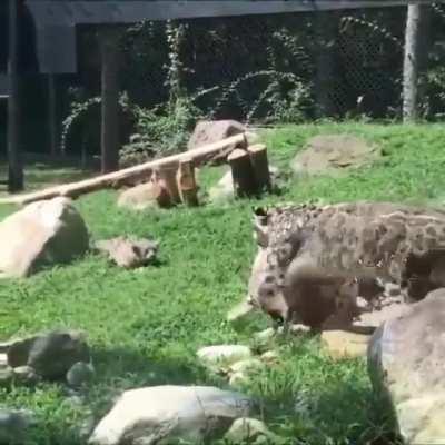 Leopard mom pretends to be scared to strengthen her cubs' stalking skills