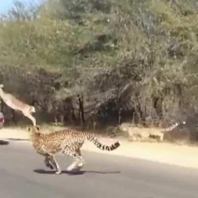 Watch these cheetahs fly