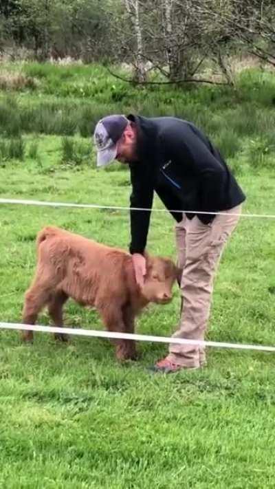 Highland Calf Getting Petted by Man Then Mom Comes to Check up on It.