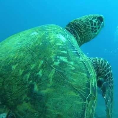 Amazing camera shot of a sea turtle In Honolulu, Hawaii