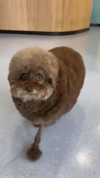 What would be your honest reaction if you picked up your dog & he/she looked like this ?