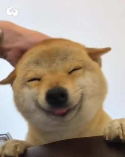 Smiling Shiba pup loves scratches