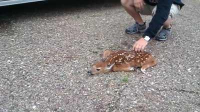 Baby fawn's defense mechanism