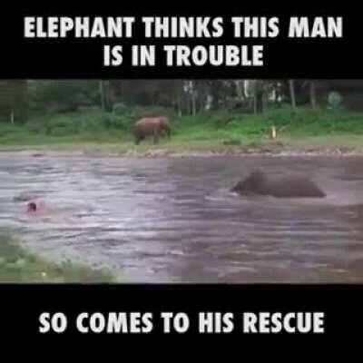 Elephant helping out a fellow human.