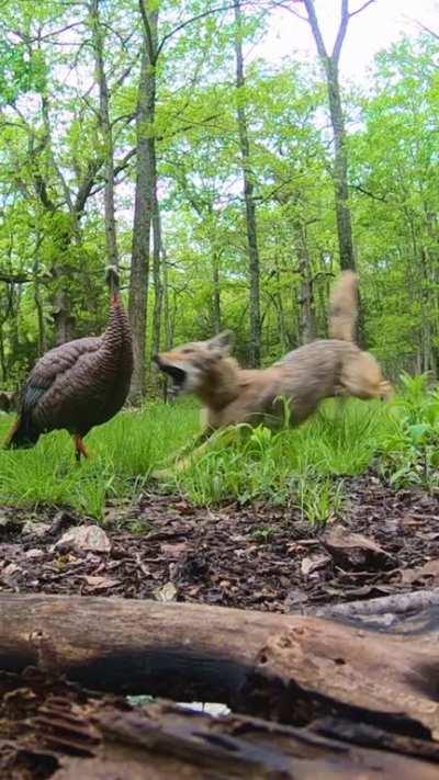 Have you ever had a coyote interrupt a turkey hunt?