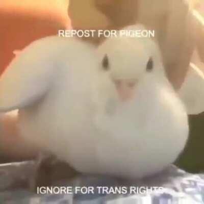 Pigeon