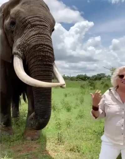 This elephant pretends to eat a women's hat, but then gives it back.