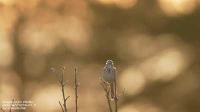 Bird song that you can see