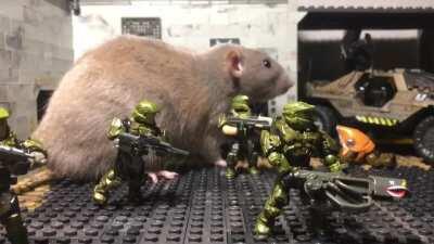 Yoooo they made halo 3 rat into a real thing!