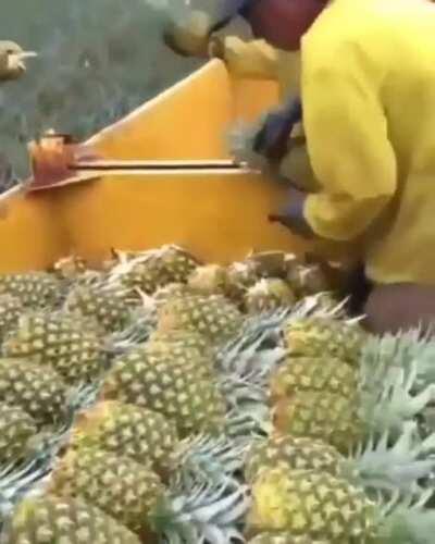 Co-ordinating pineapple harvest