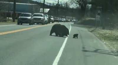 Momma bear trying her best to herd her cubs across a road.