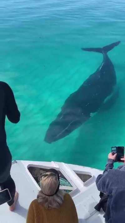 ð¥ A close encounter with a juvenile humpback whale in Coral Bay, Western Australia