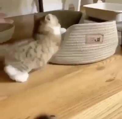 Cat uses Floof Attack, it's not very effective