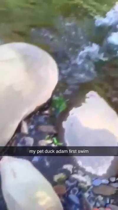 My duck people need me