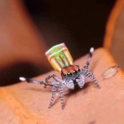 This adorable little peacock spider showing off his dance moves