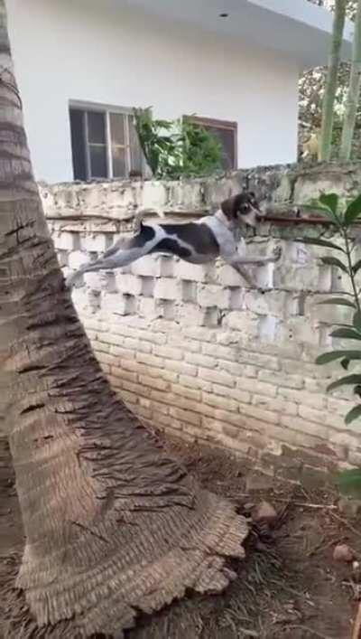 Dog wants to see into neighbors yard, and finds a creative way to do so