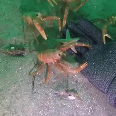 crab