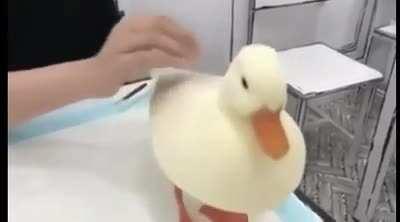 Duck