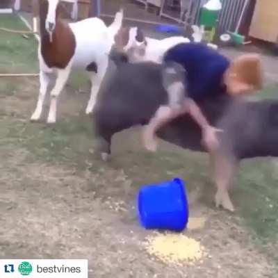 No Time! My Pig People Need Me!