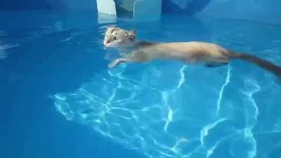 Cats can't swim?