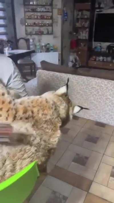 Woman adopts a Siberian lynx