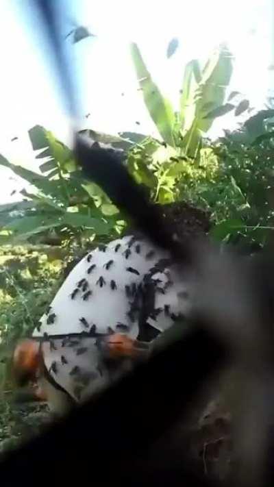 Keeper gets swarmed by Asian giant hornets. Good thing he has his biotech suit! »