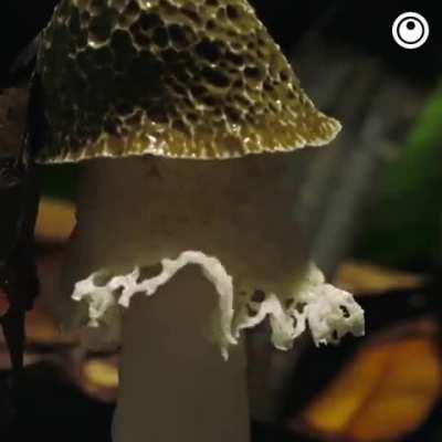 A time-lapse of Mushrooms.