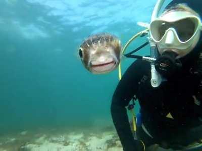 Friendly pufferfish wants to show up on the Selfie.