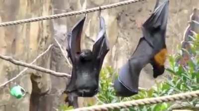 Have you ever seen how bats pee?