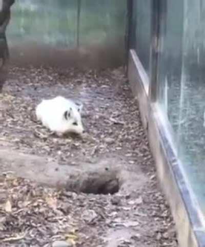 Snow Fox losing it when its friend does a vanishing act