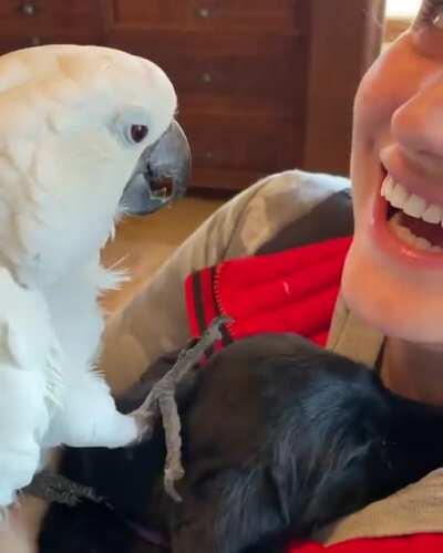 Parrot meets puppy for the first time