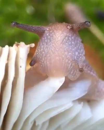 🔥 A snail eating a mushroom