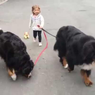 Taking the dogs for a walk