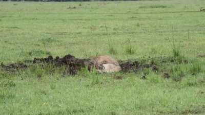 Being a king ain't easy. Bob Marley digs for 7 hours to uncover a hidden warthog.