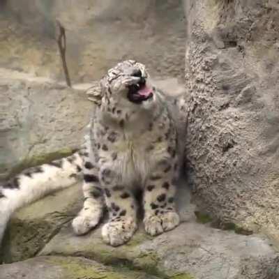 Ferocious roar of a snow leopard.