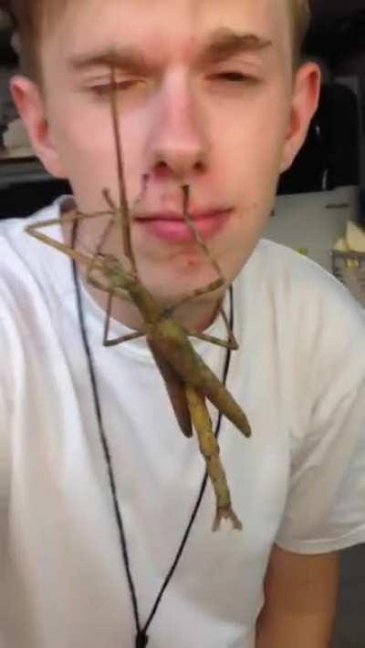 Giant Stick Insect