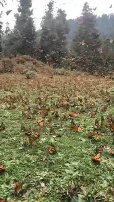 🔥 Butterfly field 🦋