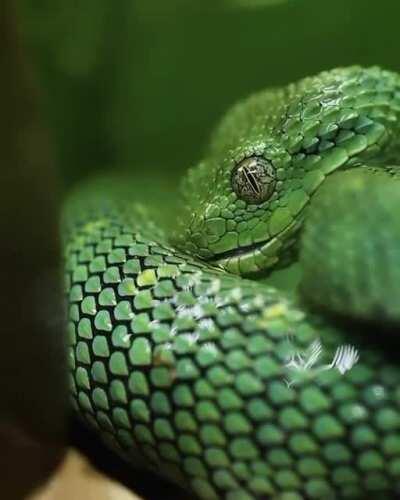 🔥 Western bush viper drinking water from its skin during the rain