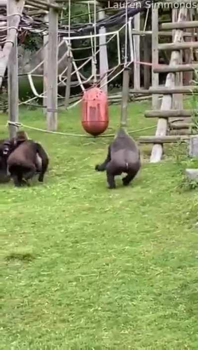 A Gorilla rushes in to protect a baby from a group of adults having a scuffle