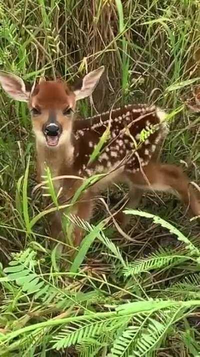 little deer