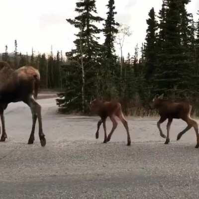 🔥 A mother moose with her calves