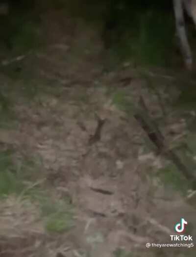 Cursed_forest