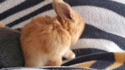 Against All Odds Rabbit Rescue Foster Baby Cleaning