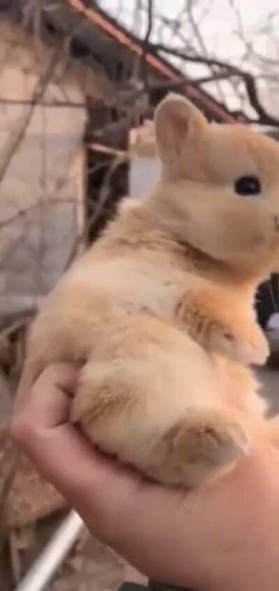 CUTEST BABY BUNNY MOMENT 😇😇😇