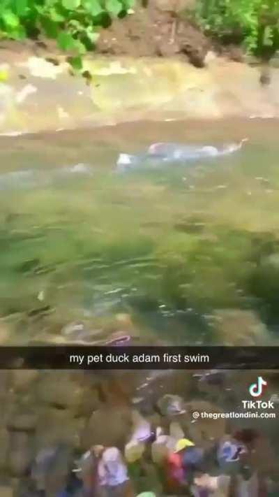 Pet duck adam