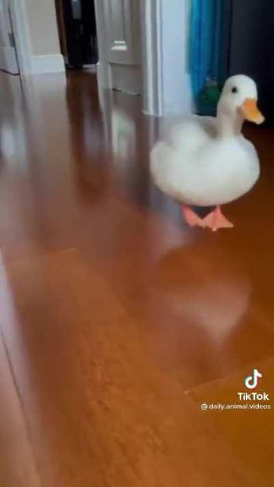 Duckie zoomies